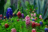 multi colored bluebonnets